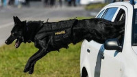 policie pes